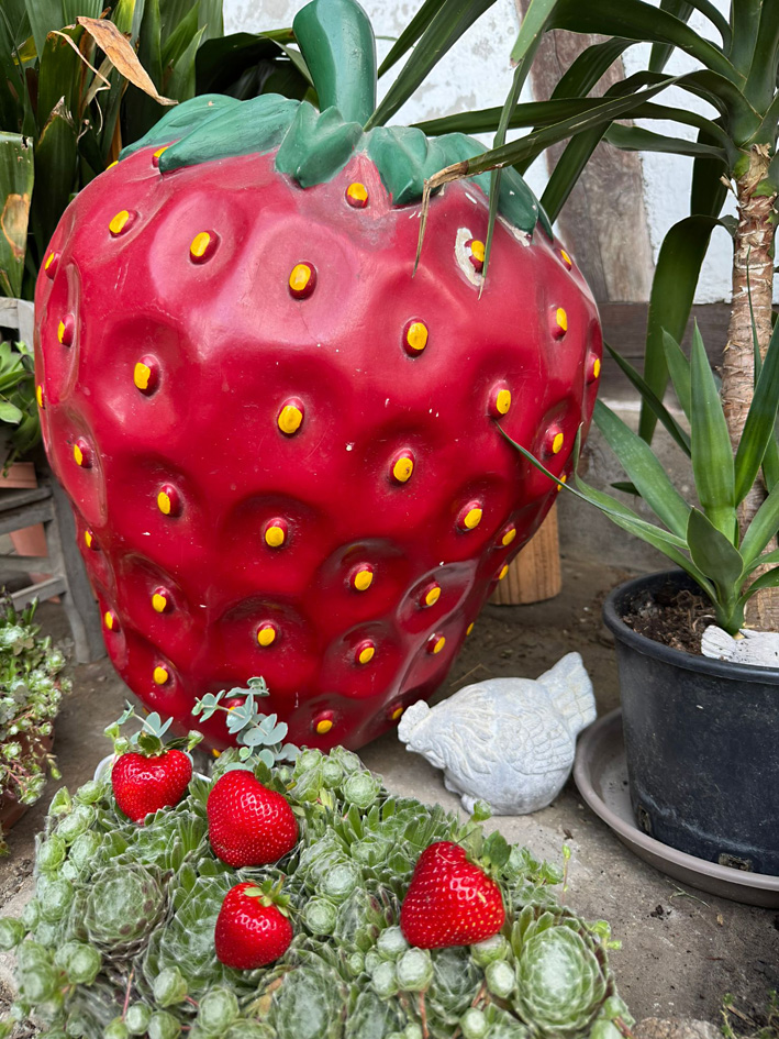 fraises2025.jpg